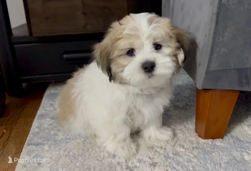 Brian | White and Tan Malshi |Ready Now – Maltese, Shih Tzu puppy for sale in Rockaway, NJ