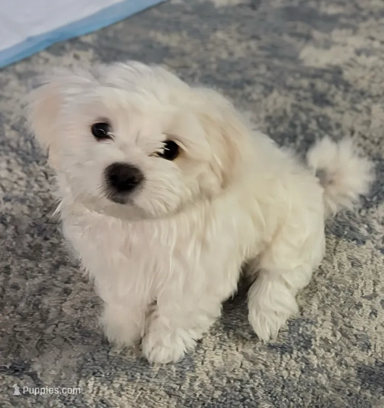 Billy 🐶 White Malshi Ready Now – Maltese, Mal Shi puppy for sale in Rockaway, NJ