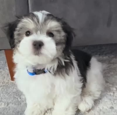 David | Black & White Malshi Ready Now, a male Maltese and Shih Tzu for sale in Rockaway, NJ – 8 of 8
