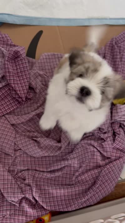 🤍 Brian | White and Tan Malshi |Ready for forever home 7/18!, a male Maltese and Mal Shi for sale in Rockaway, NJ – 7 of 8