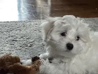 Billy - fluffy teddy bear Malshi Ready Now, a male Maltese and Mal Shi for sale in Rockaway, NJ – 3 of 7