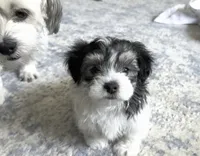 🤍 David | Black & White Malshi Puppy, a male Maltese and Mal Shi for sale in Rockaway, NJ – 1 of 6