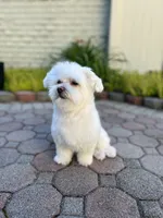 Elaine 🌟 All-White Toy Malshi Female, a female Maltese and Mal Shi for sale in Rockaway, NJ – 7 of 7