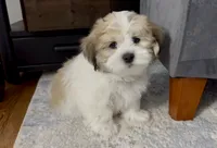 Brian | White and Tan Malshi |Ready Now, a male Maltese and Shih Tzu for sale in Rockaway, NJ – 1 of 7