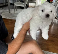 🤍 Elaine | White Malshi Ready 7/18, a female Maltese and Shih Tzu for sale in Rockaway, NJ – 6 of 7