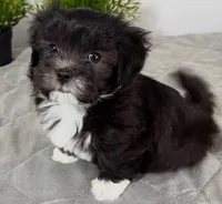 🤍 Jackie | Tuxedo Black & White Malshi Puppy, a female Maltese and Mal Shi for sale in Rockaway, NJ – 8 of 8