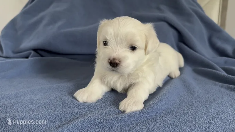 Billy 🌟 All-White Toy Malshi Male – Maltese, Mal Shi puppy for sale in Rockaway, NJ