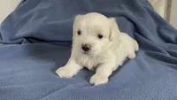 Billy 🌟 All-White Toy Malshi Male, a male Maltese and Mal Shi for sale in Rockaway, NJ – 1 of 7