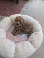 Arura , a female Poodle - Miniature  for sale in Jacksonville, FL – Photo 3 of 9