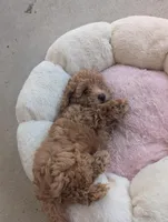 Arura , a female Poodle - Miniature  for sale in Jacksonville, FL – Photo 6 of 9