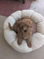 Arura , a female Poodle - Miniature  for sale in Jacksonville, FL – Photo 7 of 9
