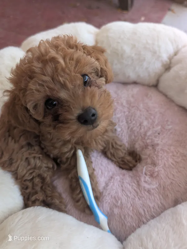 Arura  – Poodle - Miniature  puppy for sale in Jacksonville, FL