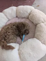 Arura , a female Poodle - Miniature  for sale in Jacksonville, FL – Photo 8 of 9