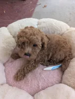 Arura , a female Poodle - Miniature  for sale in Jacksonville, FL – Photo 5 of 9