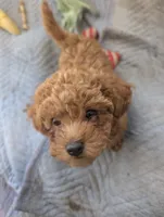 Arura , a female Poodle - Miniature  for sale in Jacksonville, FL – Photo 2 of 9