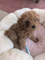 Arura , a female Poodle - Miniature  for sale in Jacksonville, FL – Photo 4 of 9