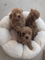 Bruits, a male Poodle - Miniature  for sale in Jacksonville, FL – Photo 2 of 2