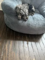 Nova, a male Poodle - Miniature  for sale in Baltimore, MD – Photo 3 of 3