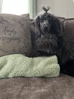 Nova, a male Poodle - Miniature  for sale in Baltimore, MD – Photo 2 of 3