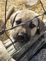 HARLEY, a male Cane Corso and Kangal Dog for sale in Albuquerque, NM – Photo 1 of 9