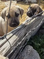HARLEY, a male Cane Corso and Kangal Dog for sale in Albuquerque, NM – Photo 3 of 9