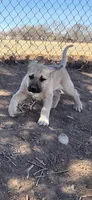 HARLEY, a male Cane Corso and Kangal Dog for sale in Albuquerque, NM – Photo 2 of 9