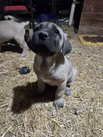 HARLEY, a male Cane Corso and Kangal Dog for sale in Albuquerque, NM – Photo 7 of 9