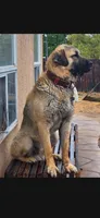 HARLEY, a male Cane Corso and Kangal Dog for sale in Albuquerque, NM – Photo 8 of 9