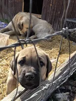 HARLEY, a male Cane Corso and Kangal Dog for sale in Albuquerque, NM – Photo 6 of 9