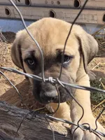 HARLEY, a male Cane Corso and Kangal Dog for sale in Albuquerque, NM – Photo 5 of 9