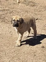HARLEY, a male Cane Corso and Kangal Dog for sale in Albuquerque, NM – Photo 4 of 9
