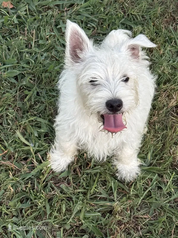 Bo – West Highland White Terrier puppy for sale in Scurry, TX