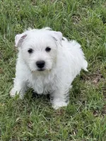 Sammie, a male West Highland White Terrier for sale in Scurry, TX – 2 of 2