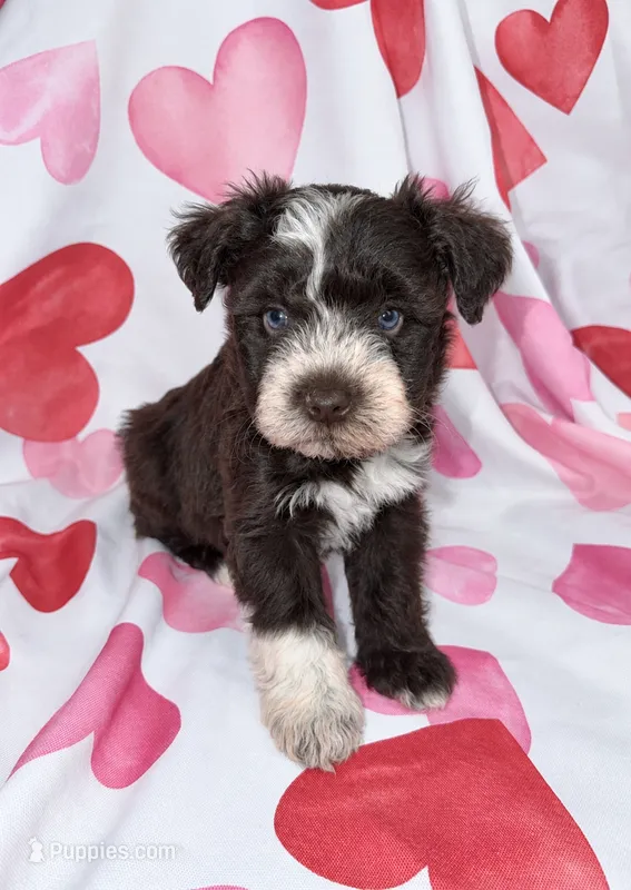 Belle – Miniature Schnauzer puppy for sale in Scurry, TX