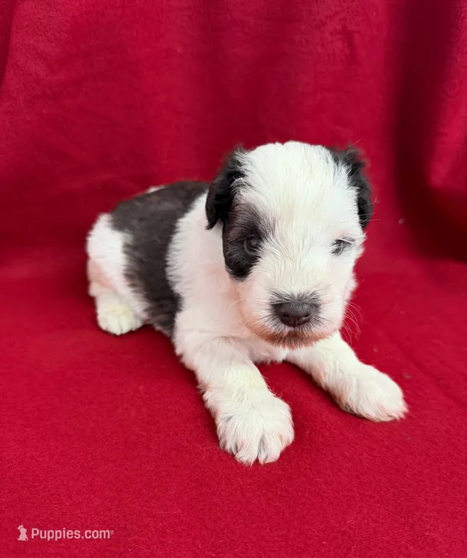 Boone – Miniature Schnauzer puppy for sale in Scurry, TX