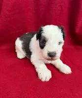 Boone, a male Miniature Schnauzer for sale in Scurry, TX – 1 of 2