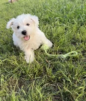 Rex, a male West Highland White Terrier for sale in Scurry, TX – 4 of 4