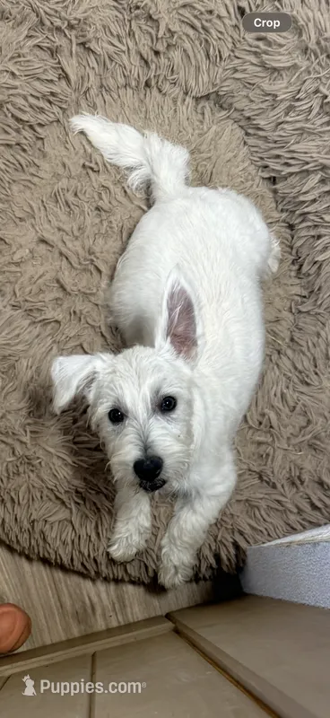 Milo – West Highland White Terrier puppy for sale in Scurry, TX