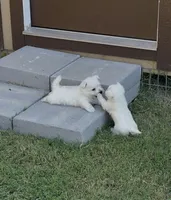 Sadie, a female West Highland White Terrier for sale in Scurry, TX – 2 of 4