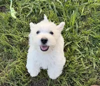 Rex, a male West Highland White Terrier for sale in Scurry, TX – 3 of 4