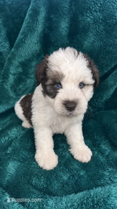 Boone – Miniature Schnauzer puppy for sale in Scurry, TX