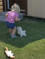 Sadie, a female West Highland White Terrier for sale in Scurry, TX – 3 of 4