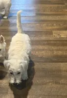 Max, a male West Highland White Terrier for sale in Scurry, TX – 3 of 4