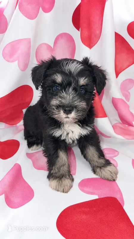 Sadie – Miniature Schnauzer puppy for sale in Scurry, TX