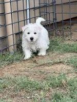 Sammie, a male West Highland White Terrier for sale in Scurry, TX – 1 of 2