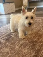 Ace, a male West Highland White Terrier for sale in Scurry, TX – 2 of 2