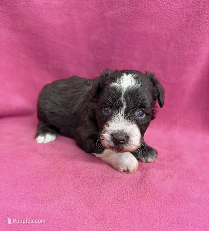 Belle – Miniature Schnauzer puppy for sale in Scurry, TX