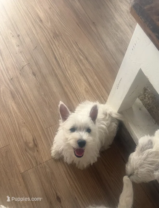 Sophie – West Highland White Terrier puppy for sale in Scurry, TX