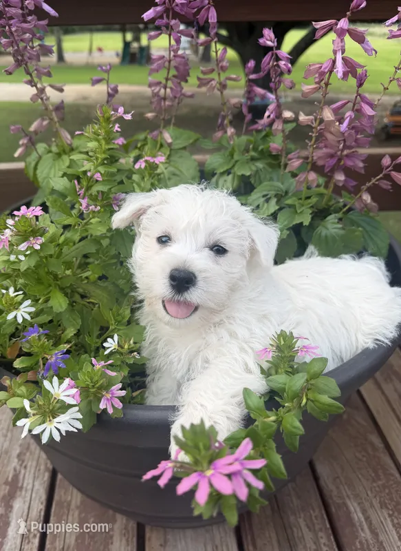 Sophie – West Highland White Terrier puppy for sale in Scurry, TX