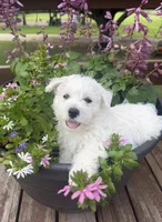 Sophie, a female West Highland White Terrier for sale in Scurry, TX – 1 of 1